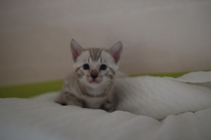 뱅갈고양이 분양 그냥 지나칠수 없을걸? 관련 이미지 31