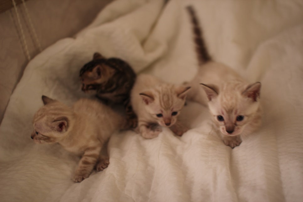 스노우뱅갈고양이 꼬맹이들 분양해요~ 관련 이미지 2