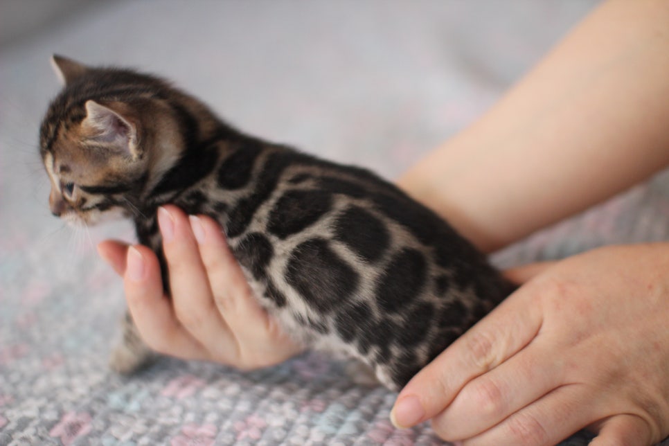 뱅갈고양이분양 동화속에 나오는 아이들! 관련 이미지 11