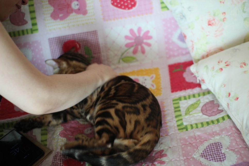 소유뱅갈캐터리 새로운 종묘가 될 남아 입니다~ 관련 이미지 12