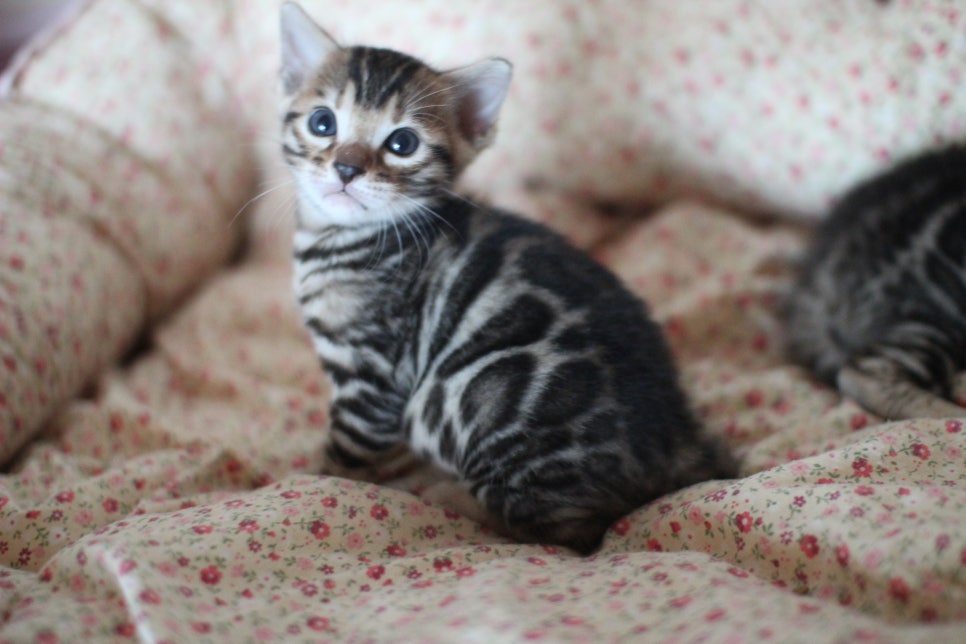 뱅갈고양이 꼬맹이들 사진전 ㅎㅎ 관련 이미지 20