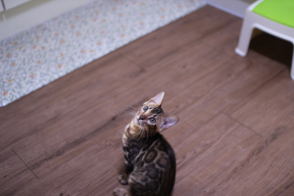 브라운 뱅갈고양이 개냥이 중에 개냥이 남아들 분양해요~ 관련 이미지 8