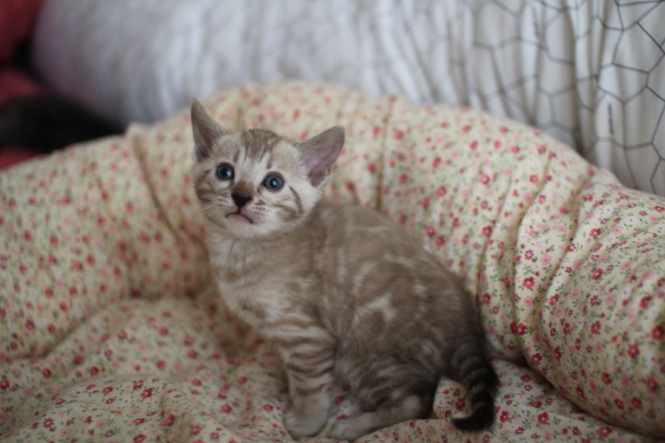 실밍크 뱅갈고양이 여아 분양 합니다~ 관련 이미지 3