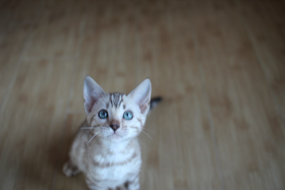 성격좋은 개냥이 뱅갈고양이를 찾으세요? 관련 이미지 1