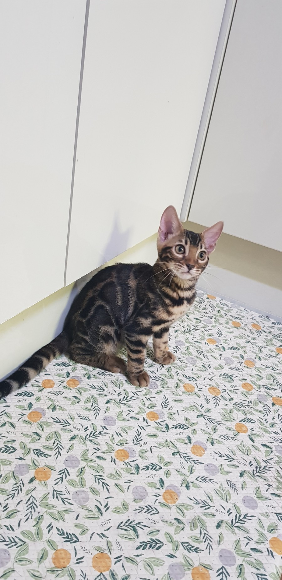 브라운 뱅갈고양이 분양중인 여아예요~~ 관련 이미지 2