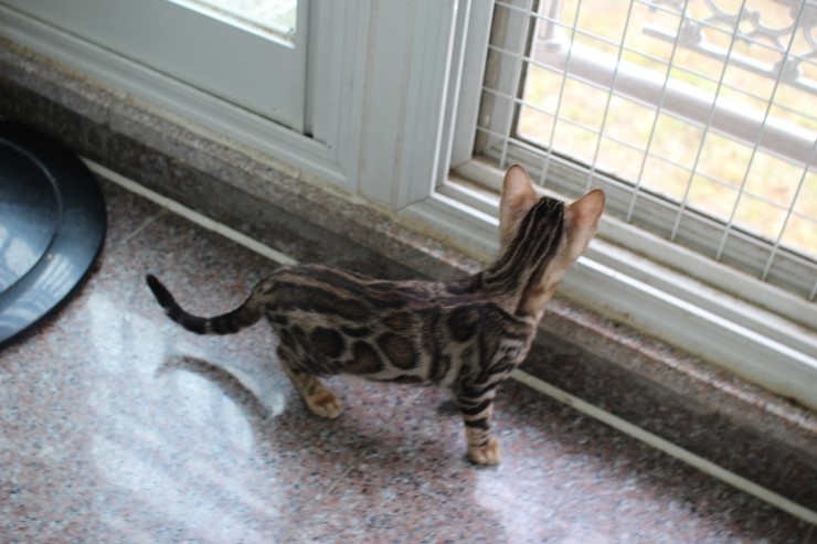 뱅갈고양이 꼬맹이들~~ 관련 이미지 3