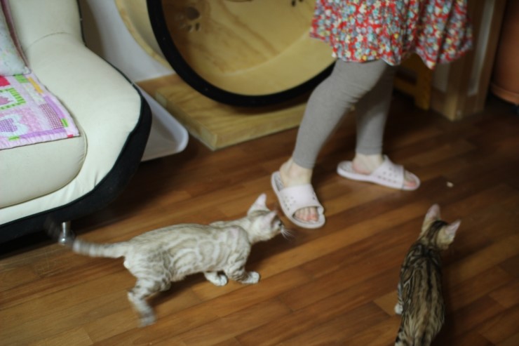 실밍크 뱅갈고양이 킹 입니다~ 관련 이미지 3