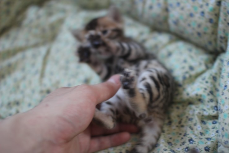 뱅갈고양이 꼬맹이들 많이 컸습니다^^ 관련 이미지 19