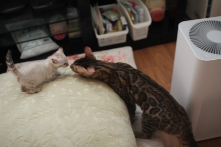 뱅갈고양이 레인이,영웅이,스텔라예요~ 관련 이미지 11