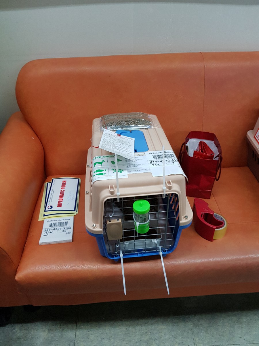 캐나다로 떠난 실버뱅갈고양이 입니다. 관련 이미지 2