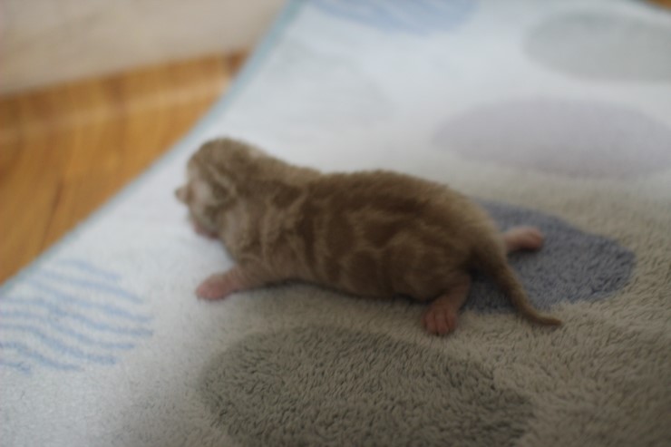 실밍크 스노우 뱅갈고양이 꼬물이 남아 입니다~ 관련 이미지 13