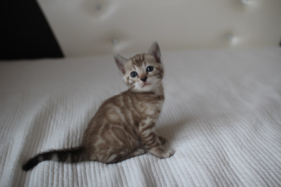 실밍크뱅갈고양이 여아 예약분양 하고 있어요~ 관련 이미지 2