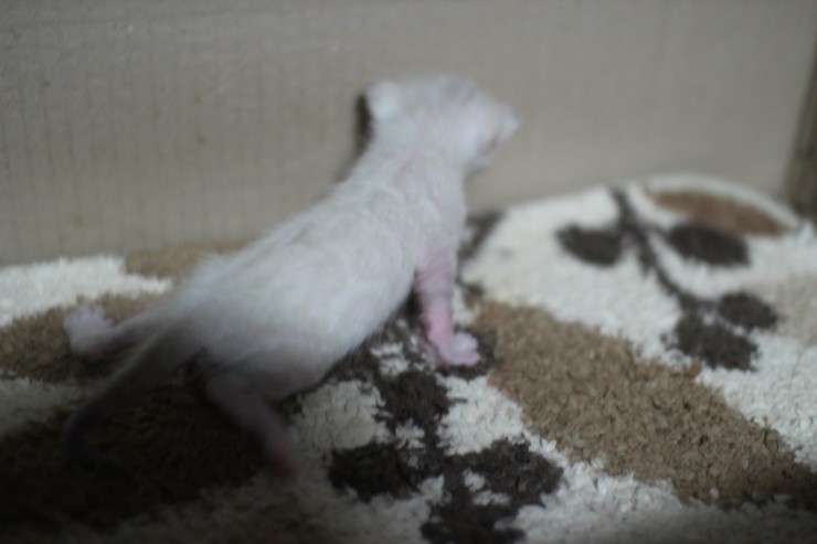 실링스 뱅갈고양이 꼬물이 여아예요~ 관련 이미지 1