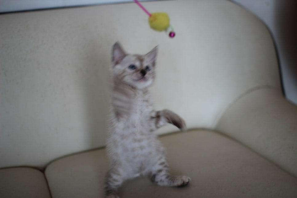 스노우 뱅갈고양이 남아에요~ 관련 이미지 9