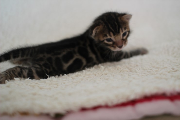 뱅갈고양이 분양 어쩜 이리도 화려할수 있을까 관련 이미지 9