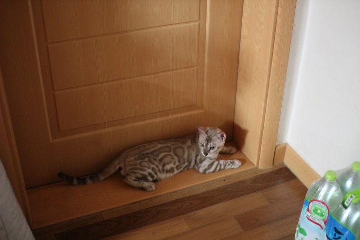 실밍크 뱅갈고양이 킹 입니다~ 관련 이미지 6