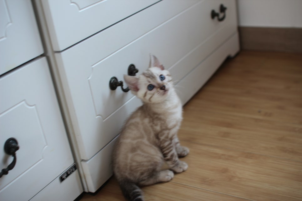 스노우뱅갈고양이 꼬맹이 신났네 신났어 관련 이미지 6