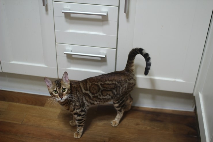 뱅갈고양이 키퍼 여아들~ 관련 이미지 1