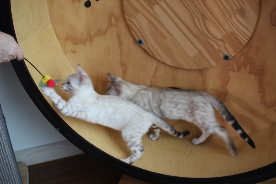 분양중인 스노우뱅갈고양이 남매예요~ 관련 이미지 8