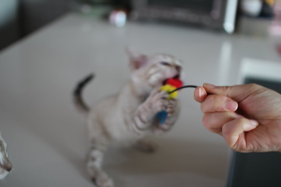 사람만 졸졸졸 따라 다니는 스노우뱅갈고양이 여아 분양해요~ 관련 이미지 8