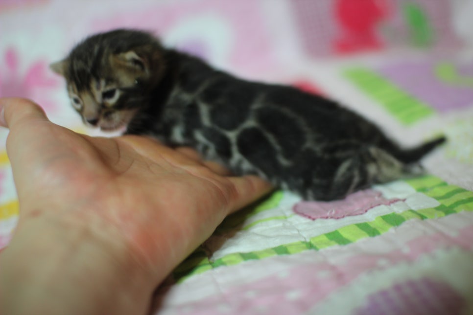 예약된 브라운 뱅갈고양이 남아에요~ 관련 이미지 9