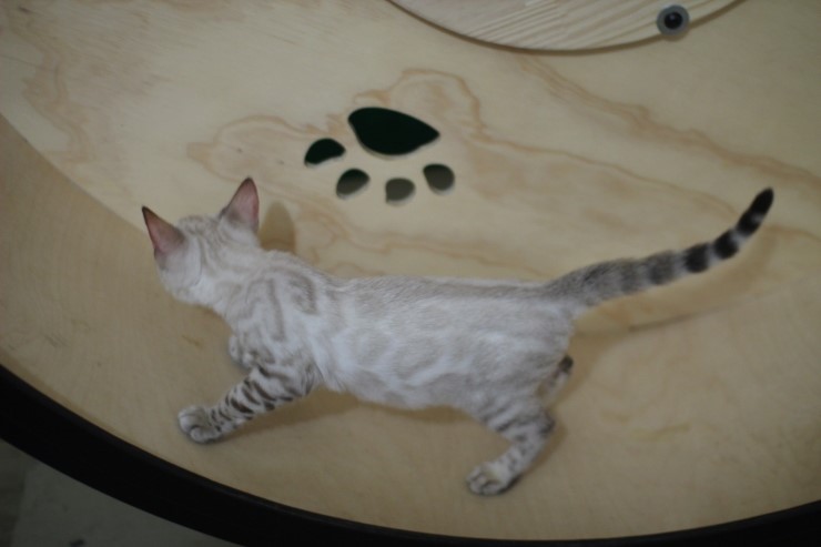 스노우뱅갈고양이 초아가 오늘부터 캣휠 선수가 됬습니다~~~ 관련 이미지 4