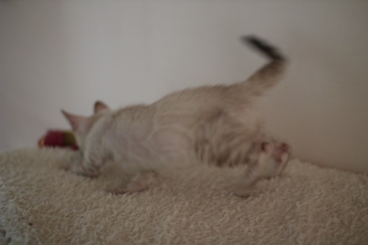 실링스 뱅갈고양이 키퍼 여아 많이 컸어요~ 관련 이미지 11