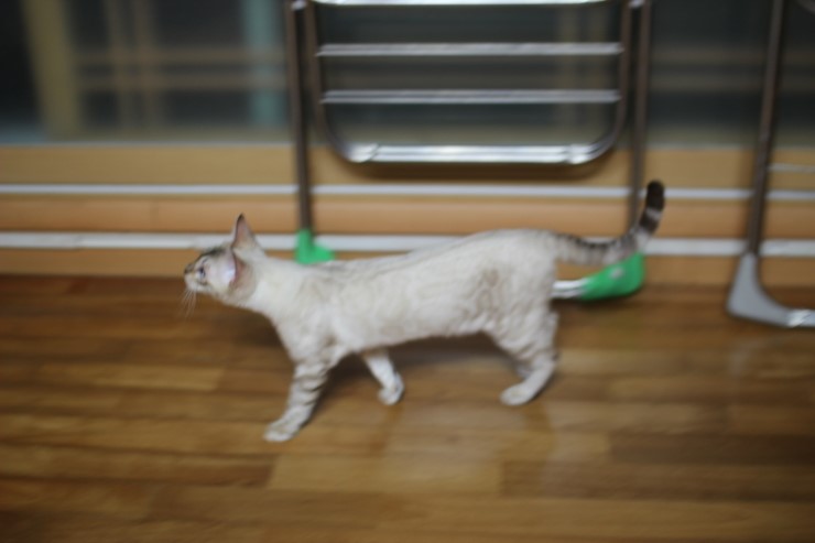 푸른 눈을 가진 스노우 뱅갈고양이 너무 이쁘죠 관련 이미지 7