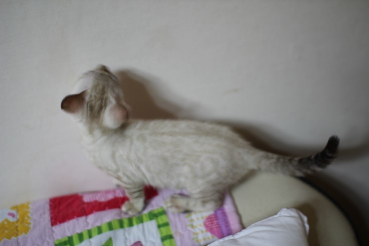 스노우 링스 뱅갈고양이 키퍼여아와 레모나예요~ 관련 이미지 7