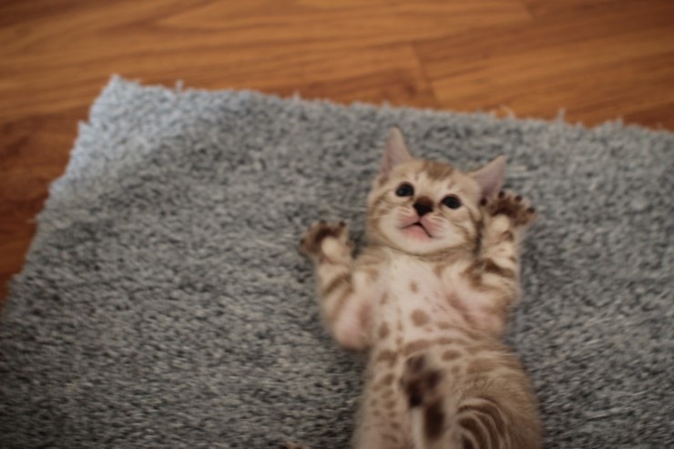 뱅갈고양이 분양 완전히 빠졌네 빠졌어~ 관련 이미지 2