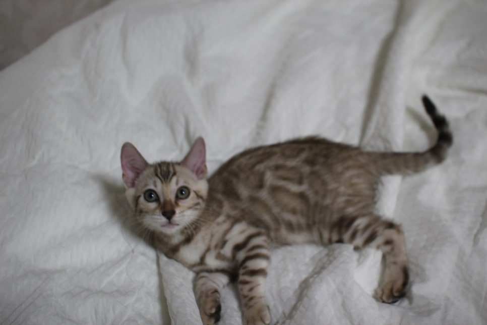 실밍크뱅갈고양이 깜찍이 여아 분양중~ 관련 이미지 2