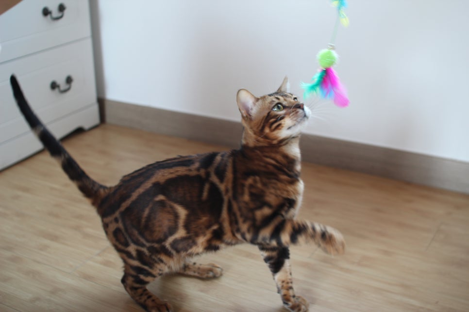 스파블 뱅갈고양이 블랙홀 새집에서 한컷 관련 이미지 4