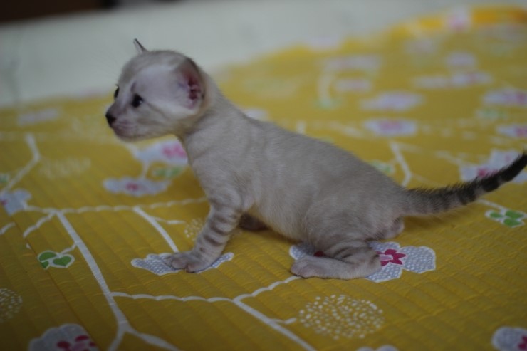 실링스 뱅갈고양이 키퍼 여아예요~ 관련 이미지 5