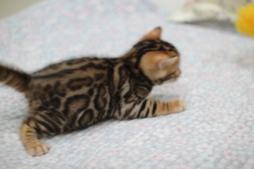 브라운 뱅갈고양이 여아1 분양해요~ 관련 이미지 5