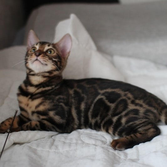 뱅갈고양이분양 반짝반짝 빛나는 모질에 아이들~ 관련 이미지 5