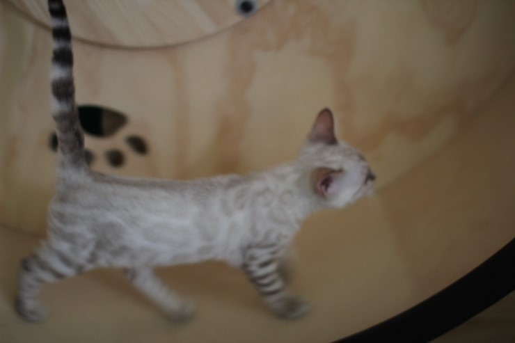 뱅갈고양이,뱅갈고양이 분양,링컨이와 초아 ~~~ 관련 이미지 8