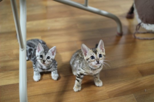 뱅갈고양이 세라와 세일러문 관련 이미지 1