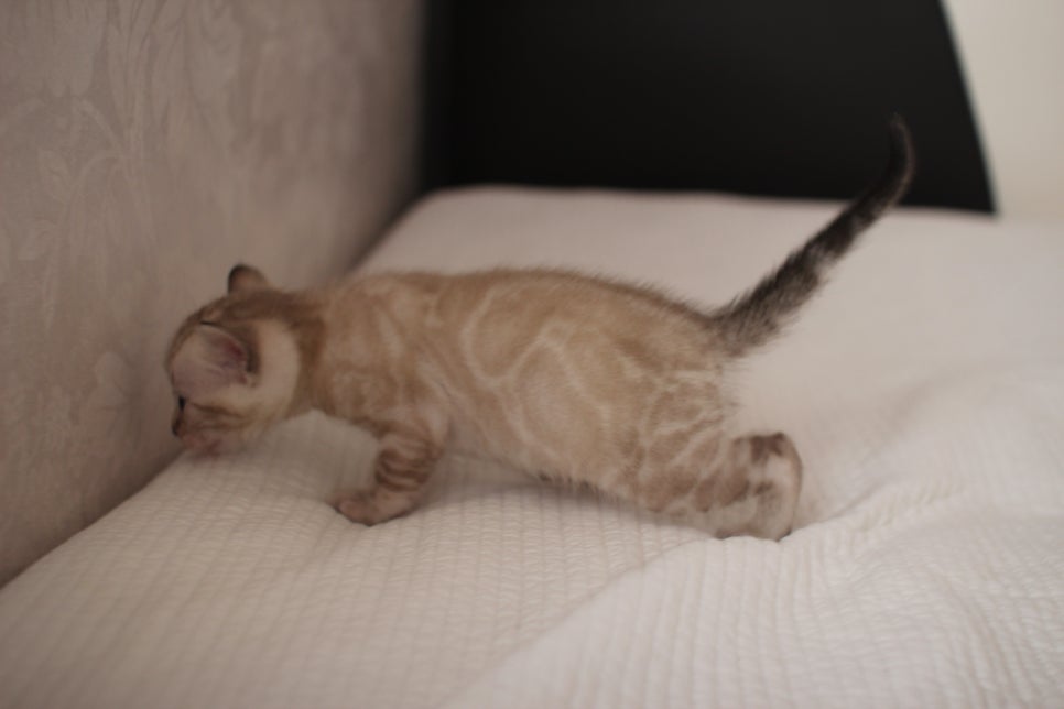 스노우뱅갈고양이 여아 예약분양 하고 있어요~ 관련 이미지 4