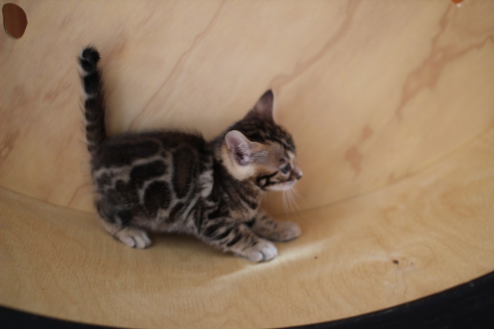 뱅갈고양이 여아들 캣휠 연습중~ 관련 이미지 7