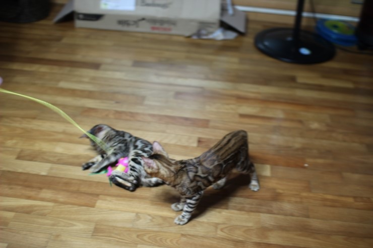 뱅갈고양이 아이들 신나게 노는 아이들~ 관련 이미지 5