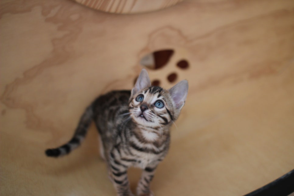 뱅갈고양이분양 사랑스러운 개냥이들~ 관련 이미지 16