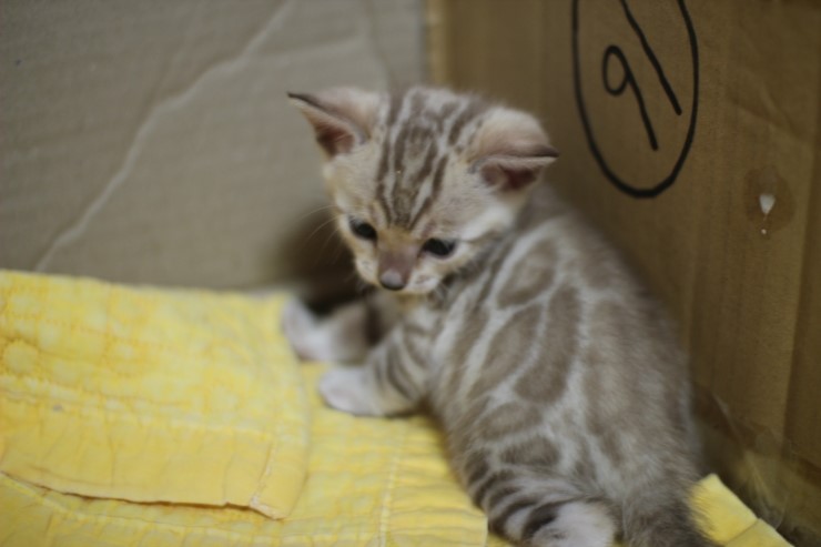 스노우 밍크 뱅갈고양이 남아예요~ 관련 이미지 14