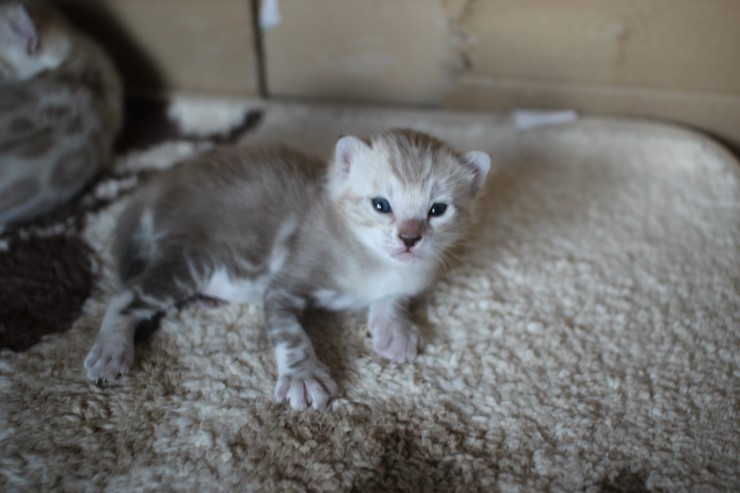 스노우 뱅갈고양이 밍크걸 보시고 가세요^^ 관련 이미지 8