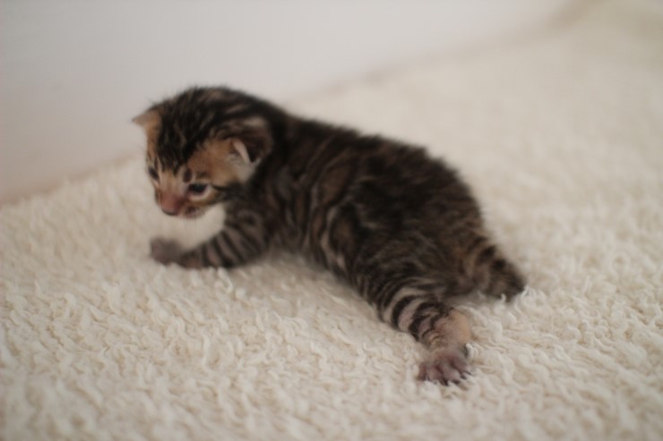 뱅갈고양이 꼬물이 남아예요~ 관련 이미지 14