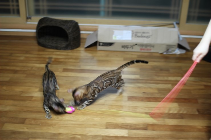 뱅갈고양이 아이들 신나게 노는 아이들~ 관련 이미지 16