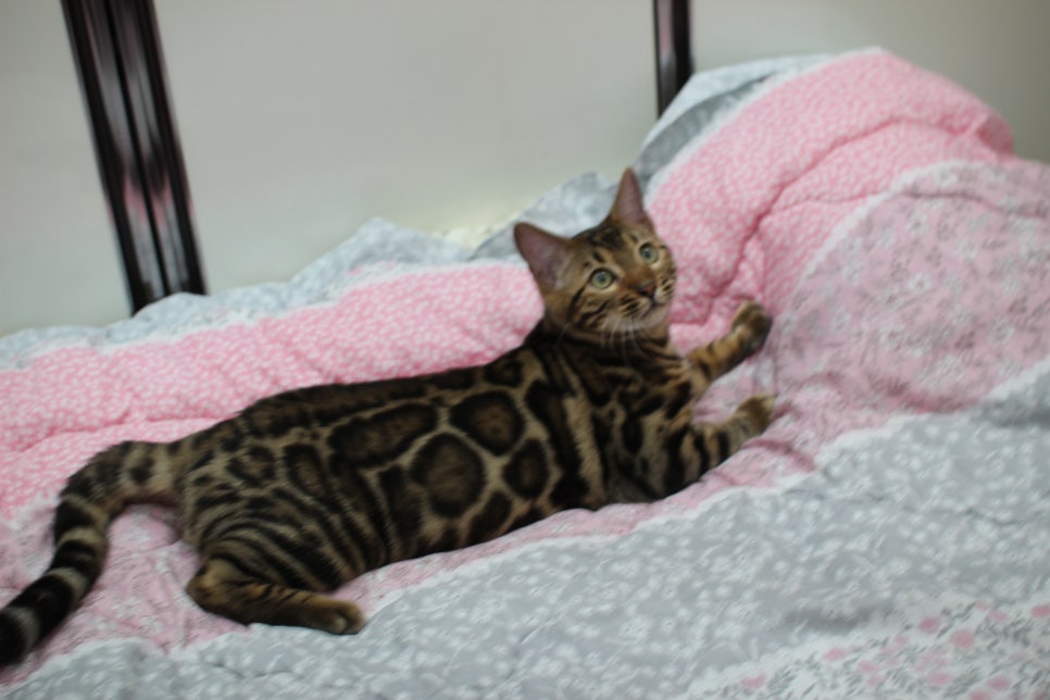 성격 좋고 건강미 넘치는 뱅갈고양이 남아 분양해요~ 관련 이미지 1