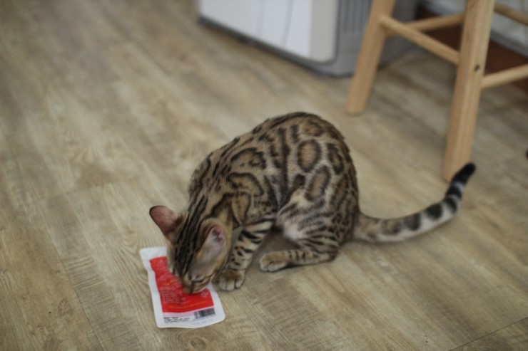 뱅갈고양이 날이 선선하니 뱅갈고양이 아이들도 너무 좋아하는거 같아요^^ 관련 이미지 1
