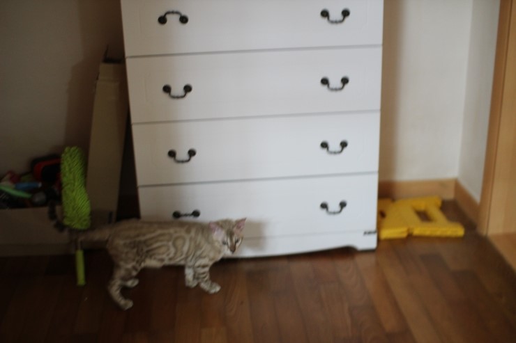 실밍크 뱅갈고양이 킹 입니다~~ 관련 이미지 3