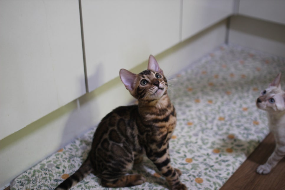 뱅갈고양이 분양중인 아이들~ 관련 이미지 3