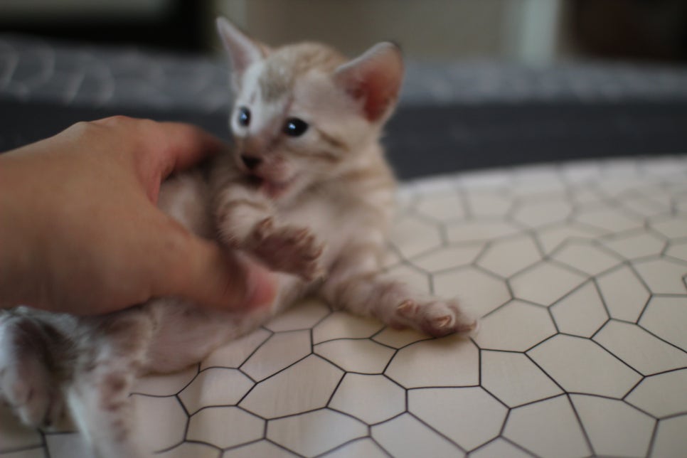 성격 최고 어메이징 스노우뱅갈고양이 꼬맹이~ 관련 이미지 1